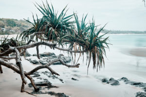 Pandanus trees Byron Bay