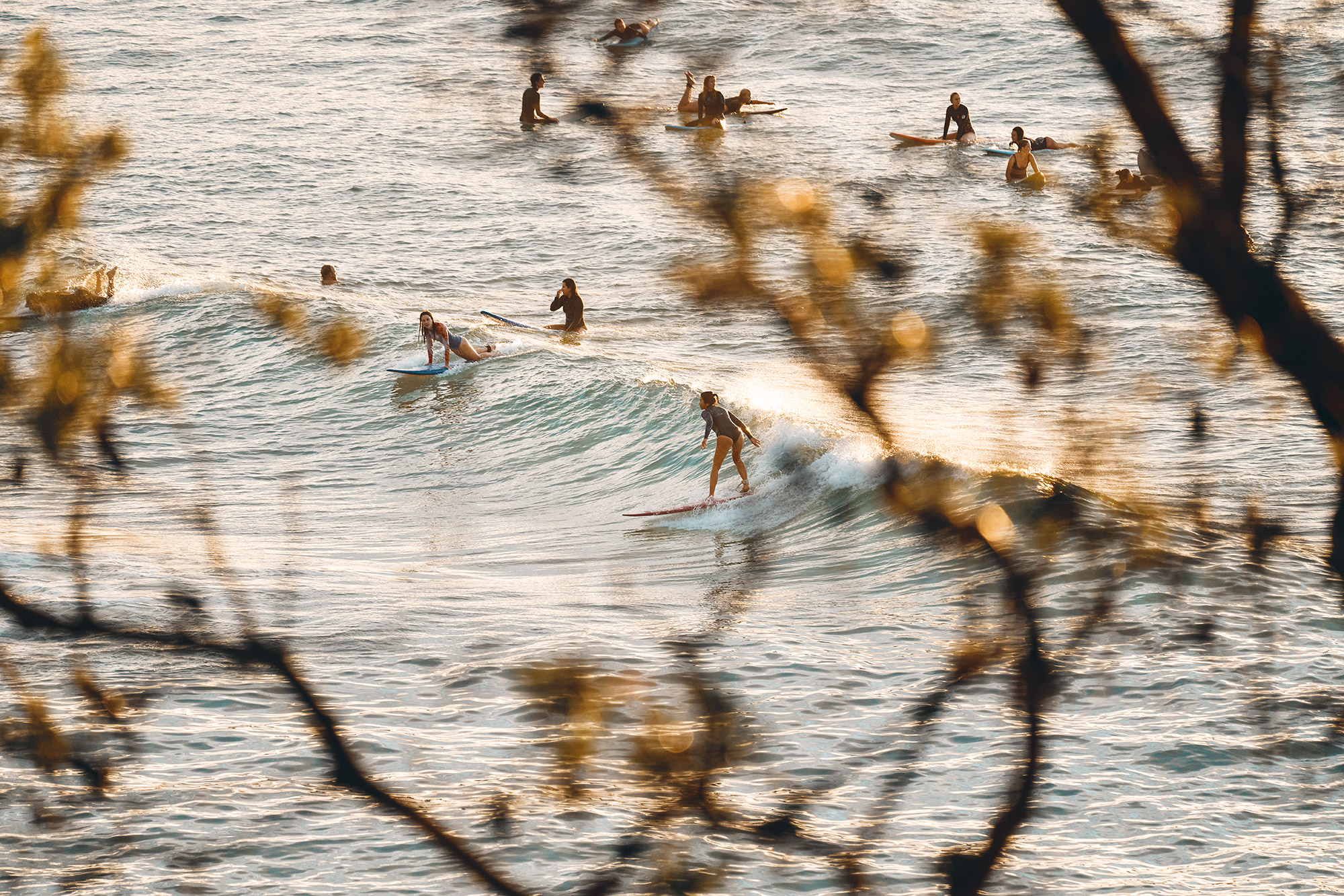 Surfing in the trees at South Bondi